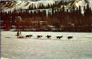 Yukon Dog Team, Sourdough Rendezvous Whitehorse Yukon Vintage Postcard O23