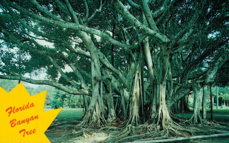 USA Banyan Tree Florida Chrome Postcard 03.58