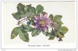 Tha Famous Passion Flower, Bermuda, 1920-1930s