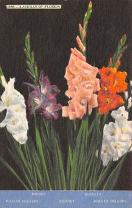 A and W Glads, Inc Gladiolus of Florida Fort Myers FL