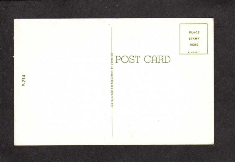 Skunks Aroma Smells Like Gardenia Humor Comic Postcard