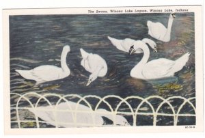 The Swans, Lagoon, Winona Lake, Indiana, Vintage Pre-Linen Postcard