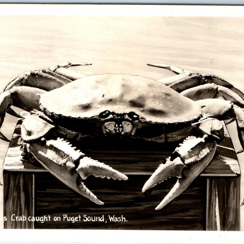 c1910s Puget Sound, WA RPPC Delicious Dungeness Crab Real Photo Postcard A95