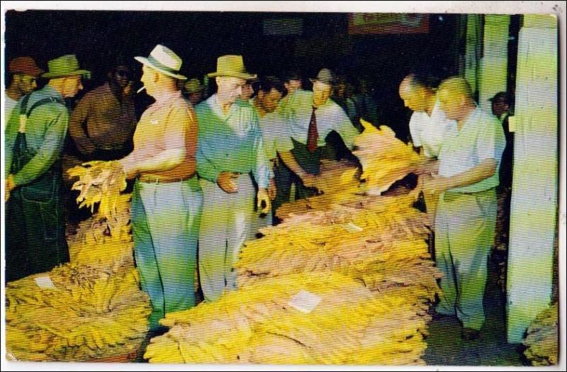 Tobacco Auctioneer