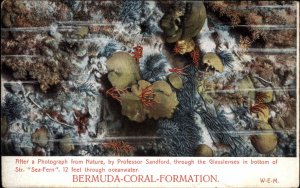 Sealife - Bermuda Coral Formation Professor Sandford c1910 Postcard