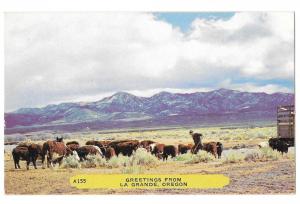 Greetings Le Grande Oregon Cattle Steer Vintage Postcard