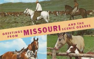 Greetings from mISSOURI. Horses Nice American pc 1950s