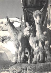 BT9221 un certain regard france real photo goat chavre   animal animaux