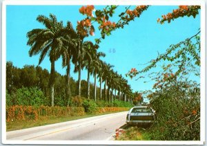 M-28987 Row of Majestic Palms with The Scarlet Flame Vine Below in Tropical F...