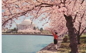 Washington D C Jefferson Memorial With Cherry Blossoms