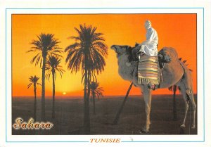 Lot 3 tunisia sahara camel folklore types