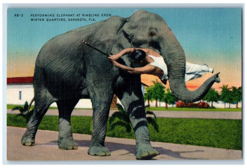 Sarasota FL, Performing Elephant At Ringling Bros. Winter Quarters Postcard 