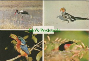 Animals Postcard - Different Zimbabwe Birds RR11933   