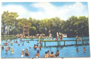 A2461   WAKULLA SPRINGS,  FL.  POSTCARD,  SWIMMING AREA