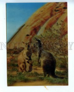532834 Australia Kangaroo lenticular 3D Old postcard