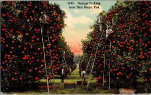 Orange Picking Near San Diego CA Panama-California Expo Postcard