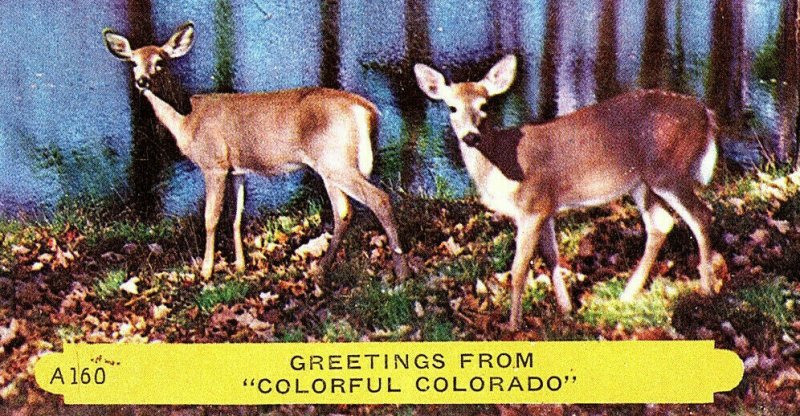 1953 Greetings From Colorful Colorado Deer Vintage Postcard Standard View Card