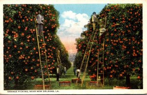 Louisiana New Orleans Orange Picking Scene