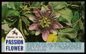 The Legend of the Passion Flower