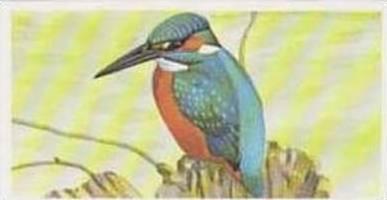 Brooke Bond Tea Vintage Trade Card Journey Downstream No 12 Kingfisher