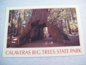 Calaveras Big Trees State Park, CA  //  Unused Postcard