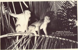 RPPC - Monkeys at Mokey Jungle- Florida