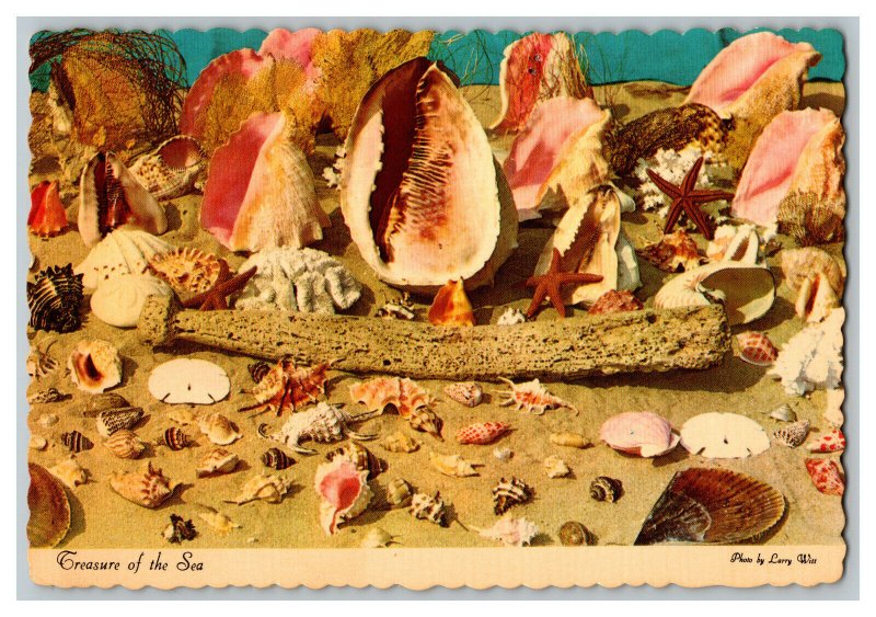 Postcard Bahamas Treasure Of The Sea Continental View Card Assorted Sea Shells