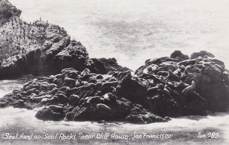 California San Francisco Seal Herd On Seal Rocks Near Cliff House Real Photo