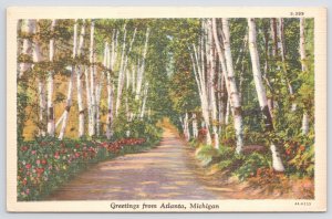 Atlanta Michigan~Walk Through Birch Woods~Linen Postcard