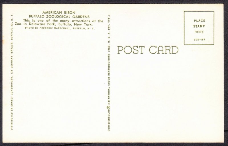 NY - Buffalo Zoological Gardens – American Bison