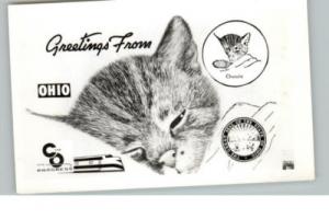 OH Cat Kitten Sleeping Postcard