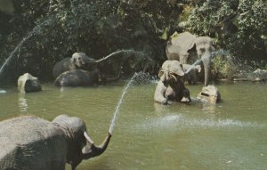 California Elephant Pool Disneyland USA Postcard