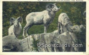 Mountain Sheep in Glacier National Park, Montana