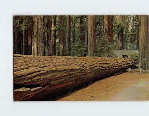 Postcard A Fallen Giant among the Redwoods of California