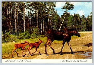 Mother Moose And Her Twins, Northern Ontario Canada, Chrome Postcard, NOS