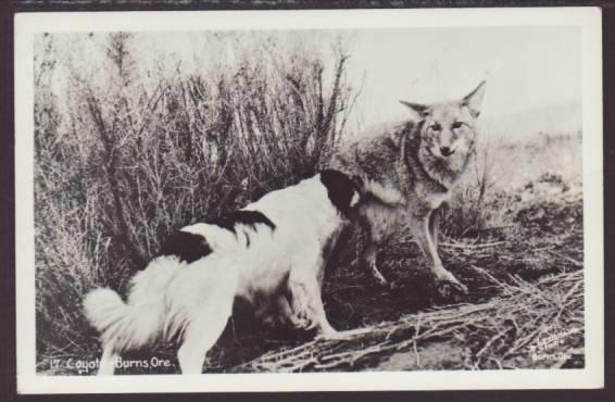 Dog,Coyote Postcard 