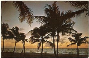 Sunset Over A Palm-Lined Beach, Florida, Vintage Chrome Postcard