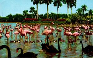 Birds Flamingos and Swans At Hialeah Race Course Miami Florida 1961