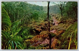 Postcard Hawaii Fern Forest - Hawaiian National Forest 1957