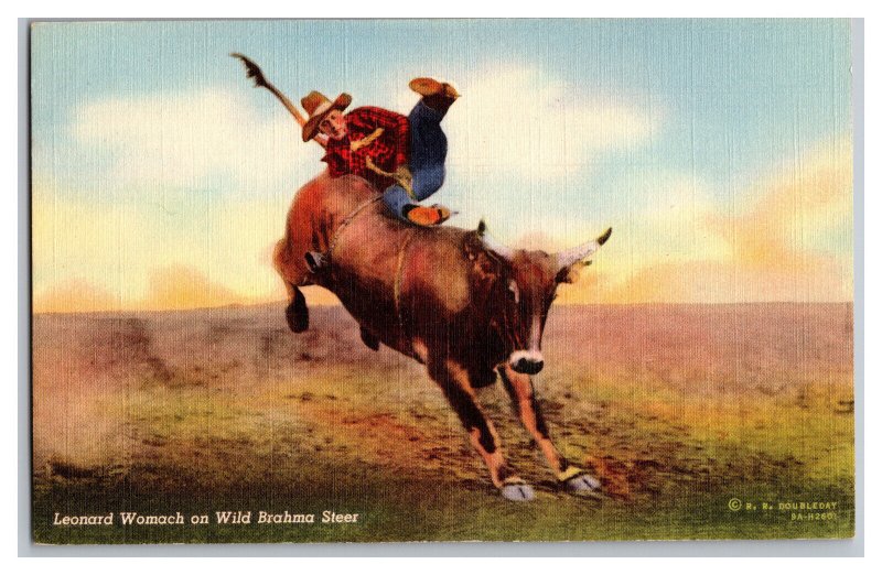 Postcard Leonard Womach On Wild Brahma Steer