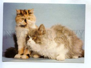 284797 Czechoslovakia Persian CAT old photo postcard