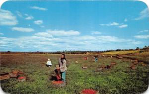 Cape Cod Massachusetts~Cranberry Bog @ Harvest~Lady Posing w Wooden Crate~1955