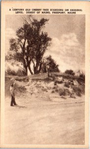 1930s Cherry Tree in The Desert of Maine Freeport ME Postcard