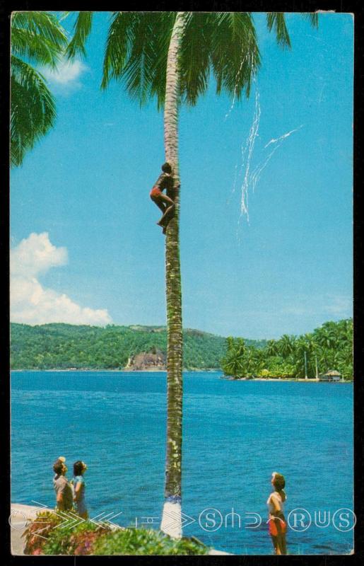 PIcking Coconut - Jamaica, B. W. I.