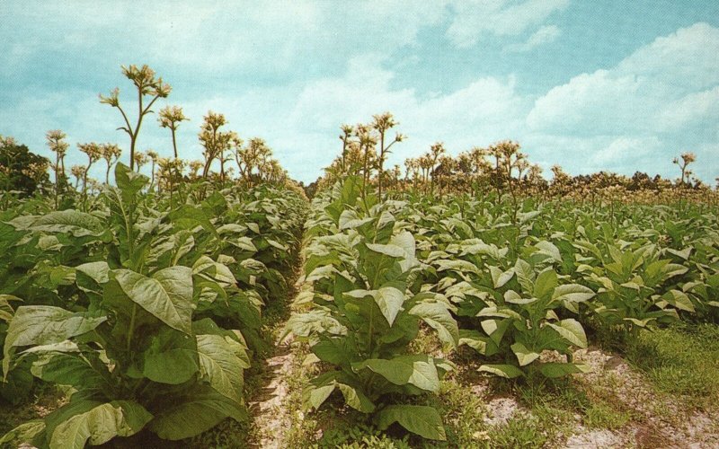 Vintage Postcard Tobacco Land USA Plantation Healthy Tobacco Crop