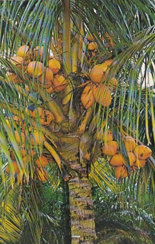 Florida Coconut Palm Trees With Fruit