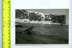 229044 Soviet Antarctic station Bellingshausen Sea lion photo