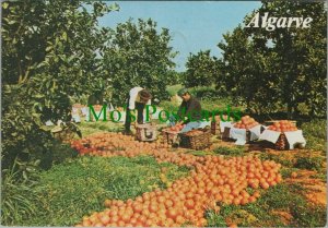 Portugal Postcard - Fruit Picking in The Algarve   RRR1128