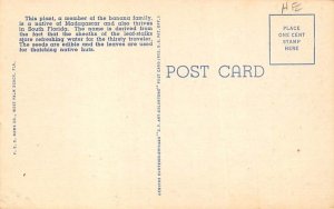 (Ravenala Madagascariensis) Florida, USA