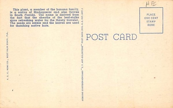 (Ravenala Madagascariensis) Florida, USA